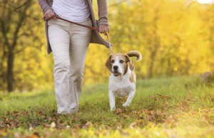 old-dog-walking-on-leash-150713